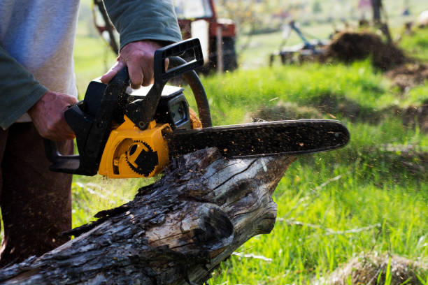 How Our Tree Care Process Works  in  University Heights, IA